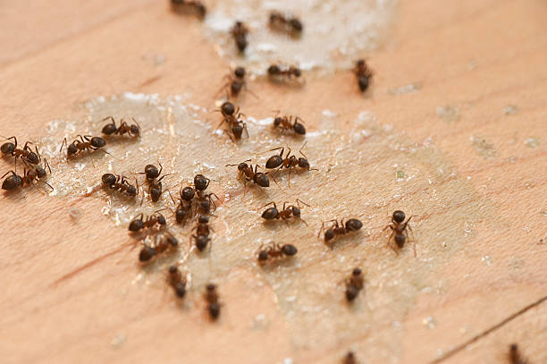 Best Local Pest Control Services  in Vicksburg, MI