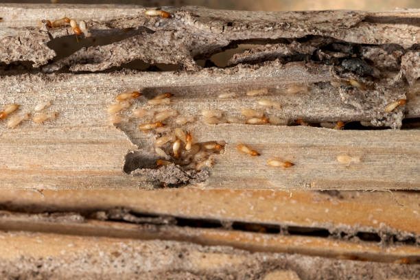 Best Wasp Removal Services  in Vicksburg, MI